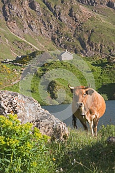 Cow in the natural park of Somiedo