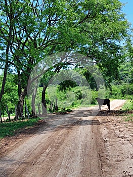 Cow in nature of southamerica landscape photo