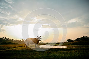 Cow near the lake and sunrise