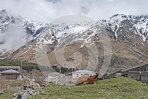Cow near Mount Kazbek, Georgia