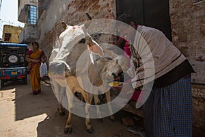 Cow near the shore of the Ganges. Cows in India are considered sacred animals.