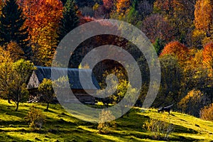 Cow near woodshed in autumn forest