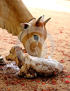 Cow with new born calf