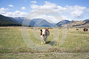 a cow in New Zealand High country and Wilderness from Hiking Picton to Invercargill