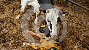 Cow and newborn black and white calf lying in straw inside barn