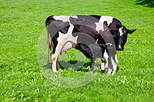 Cow with newborn calf