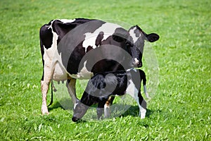Cow with newborn calf photo