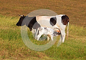 Cow and newborn calf feeding with milk