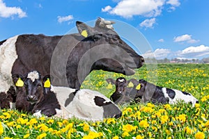 Cow with newborn calves lying in meadow with dandelions