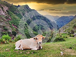 A cow next to Foces del rio Pendon, Pendon gorges route, Nava, Asturias, Spain photo