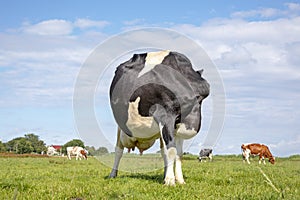 Cow with no head, with an itch, flexible licking her bum in a green meadow under a blue sky