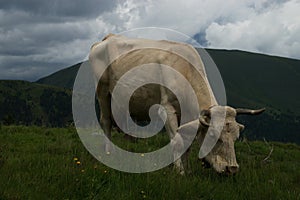 Cow at the Nock Alp, Austria