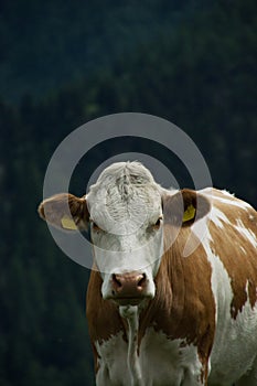 Cow at the Nock Alp, Austria