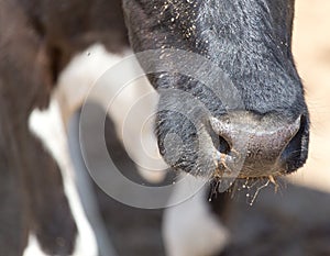 Cow nose