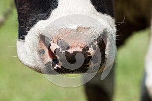 A cow nose