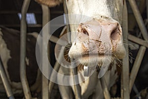 Cow nose close up and mouth, in stable, peeking through bars of a fence in a barn a snout