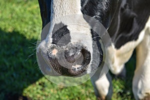 Cow nose close-up showing whiskers