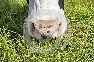 Cow nose, grazing, close up of a cows pink snout in a green grass pasture