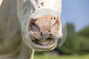 Una mucca un bocca sputare sbavando un il grande rosa Testa visualizzato denti lingua un gengive mentre masticare 