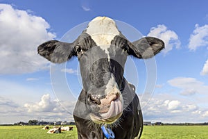 Cow is nose picking with tongue, funny portrait of a relaxed black and white livestock