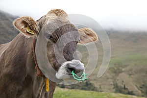 Cow with the nose ring