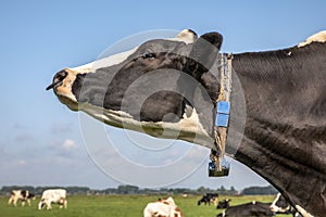 Cow with nose ring, calf weaning ring,  close up of a head  in a green pasture and a blue sky with clouds