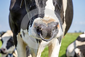 Cow with nose ring, calf weaning ring, close up of a nose