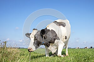 Cow with nose ring and chain, kneeling or rising up cow,  knees in the grass, black and white in a pasture under a blue sky