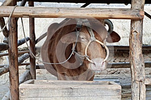 A cow with a nose ring standing in a wooden stall