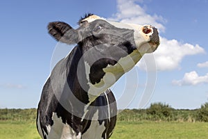 Cow nose up smelling, chin raised high, black and white, blue background