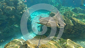 A cow nosed ray swimming in over a coral reef on a sunny day