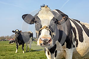 Cow nosy oncoming and approaching looking, rope around snout, friendly expression