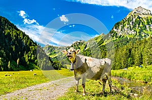 Cow in the Swiss Alps