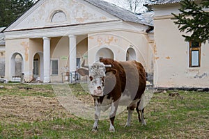 A cow and an old building photo