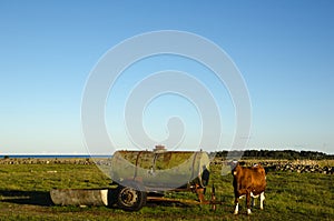 Cow by an old water cistern