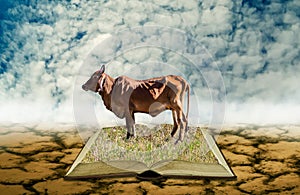 Cow on open book at dry land, Agriculture knowledge