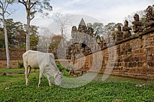 Cow outside Angkor Thom, Cambodia