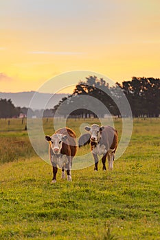 Cow over green glass with sunset sky