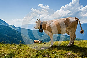 Cow overlooking Alps in Switzerland near Bachsee