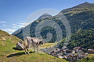 Cow overlooking the village of Vent in Otztal