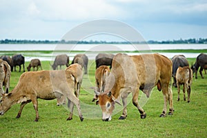 Cow, ox and buffalo in the green field