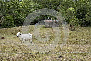 Cow In A Paddock With Old Hut Ruin