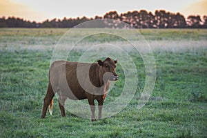 Cow in Pampean field