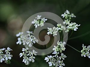 Cow parley flowers blooming in a shady forest