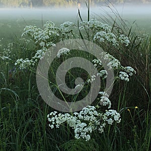 Cow parsley