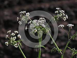 Cow Parsley