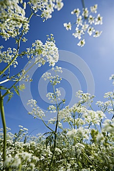 Cow Parsley