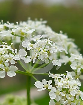 Cow parsley (Anthriscus sylvestris)