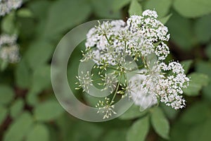 White Cow Parsley flower heads, Anthriscus sylvestris also called Wild Chervil, wild Beaked Parsley or Keck on a green background