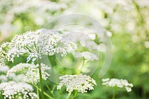 Cow parsley Anthriscus sylvestris with diffused background in a meadow. Small whites, forest flowers on gentle soft green